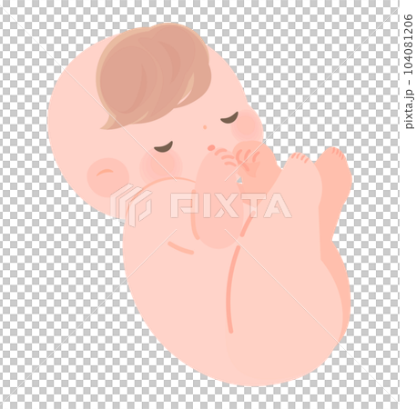 裸の赤ちゃん　新生児　胎児 104081206