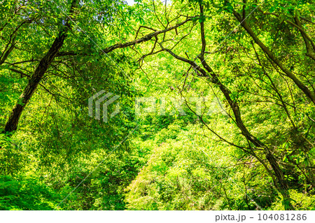 新緑の季節の森の中の写真素材 [104081286] - PIXTA