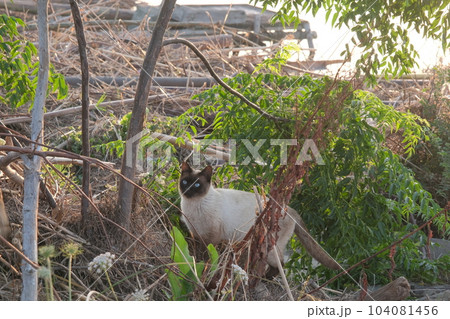 あたりを気にするシャム猫 あたりを気にするシャム猫 104081456
