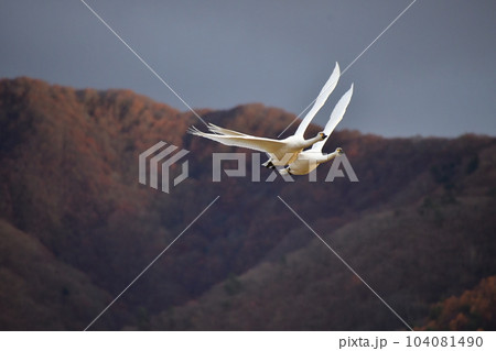 猪苗代湖の白鳥 猪苗代湖の白鳥 104081490