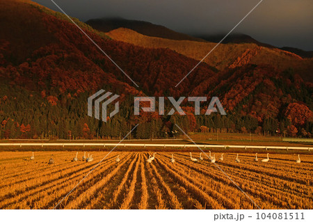 猪苗代湖の白鳥 猪苗代湖の白鳥 104081511