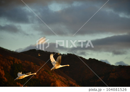 猪苗代湖の白鳥 猪苗代湖の白鳥 104081526