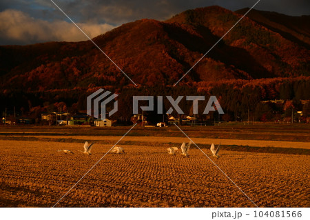 猪苗代湖の白鳥 猪苗代湖の白鳥 104081566
