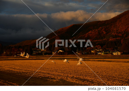 猪苗代湖の白鳥 104081570