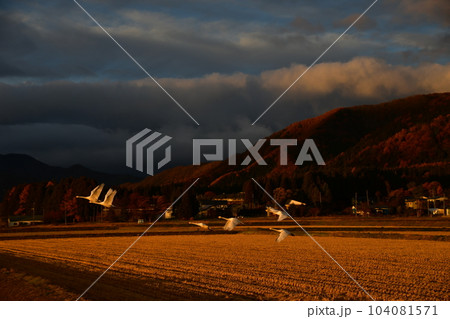 猪苗代湖の白鳥 104081571