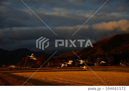 猪苗代湖の白鳥 猪苗代湖の白鳥 104081572