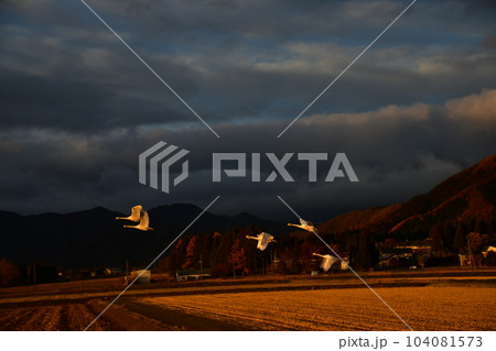 猪苗代湖の白鳥 104081573