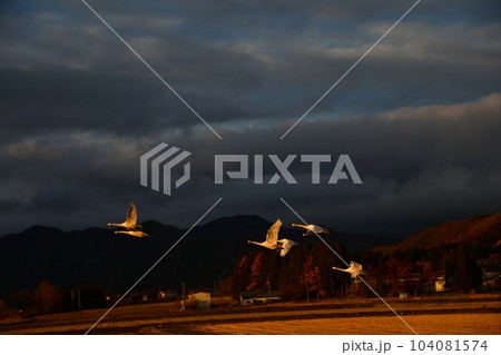 猪苗代湖の白鳥 104081574