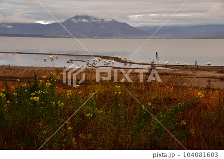猪苗代湖の白鳥 104081603