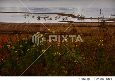 猪苗代湖の白鳥 猪苗代湖の白鳥 104081604