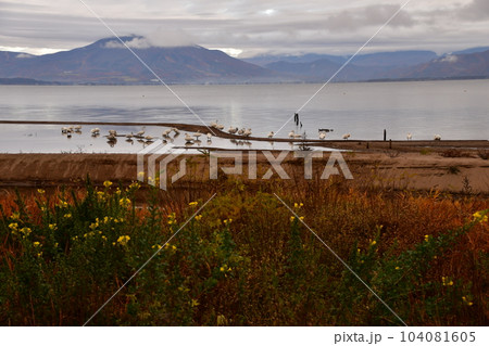 猪苗代湖の白鳥 104081605