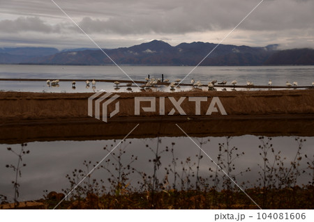 猪苗代湖の白鳥 104081606