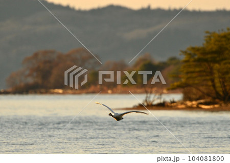 猪苗代の白鳥 104081800