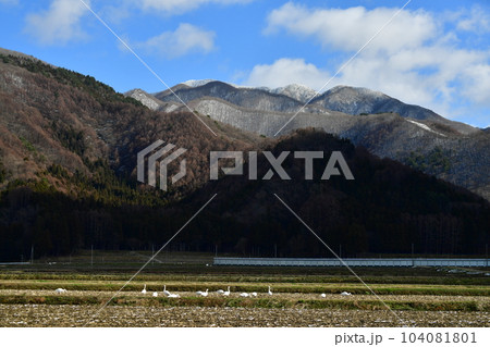 猪苗代湖の白鳥 104081801