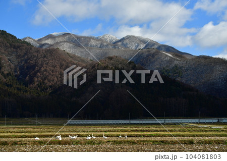 猪苗代湖の白鳥 104081803