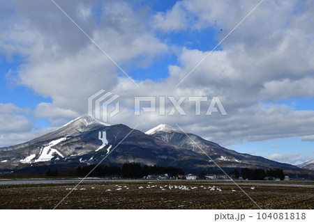 猪苗代湖の白鳥 104081818