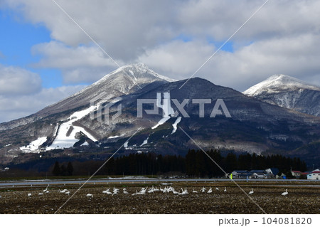 猪苗代湖の白鳥 104081820