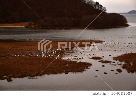 猪苗代湖の白鳥 猪苗代湖の白鳥 104081907