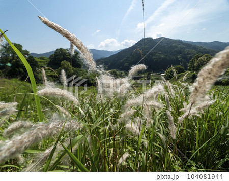 明日香村の棚田に自生するチガヤ 明日香村の棚田に自生するチガヤ 104081944