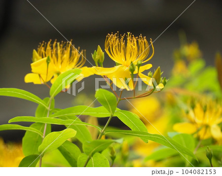 ビョウヤナギ 104082153