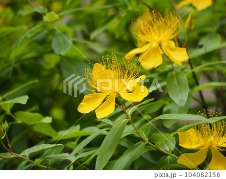 ビョウヤナギ 104082156