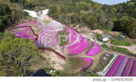 東かがわ市 芝桜富士 (香川県) 東かがわ市 芝桜富士 (香川県) 104082950