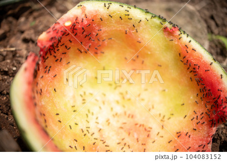 スイカを食べるアリ 104083152