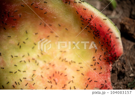 スイカを食べるアリ スイカを食べるアリ 104083157