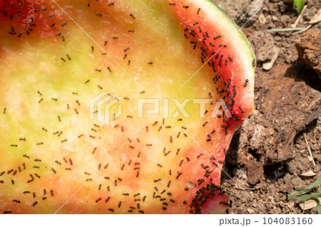 スイカを食べるアリ スイカを食べるアリ 104083160