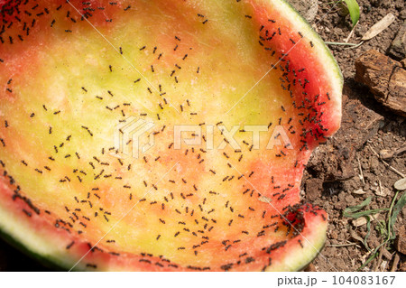 スイカを食べるアリ スイカを食べるアリ 104083167