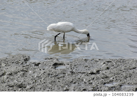 クロツラヘラサギ (Okinawa) 104083239