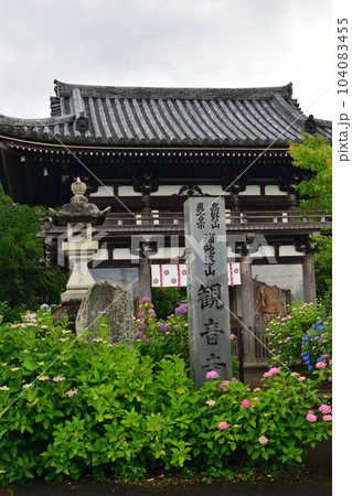福知山市の紫陽花で有名の観音寺 104083455