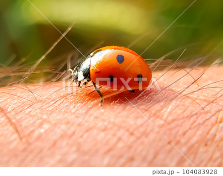 Close Up shot of a ladybug on a man,s skin on a blurred background Close Up shot of a ladybug on a man,s skin on a blurred background 104083928
