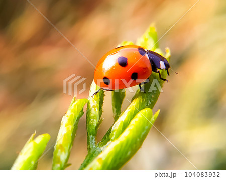 Selective focus ladybug on the plant flower 104083932
