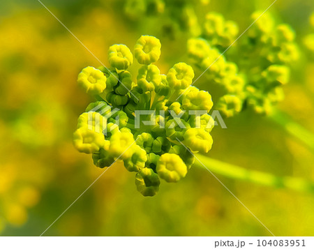Macro shot of blooming fennel flower on the blurred background 104083951