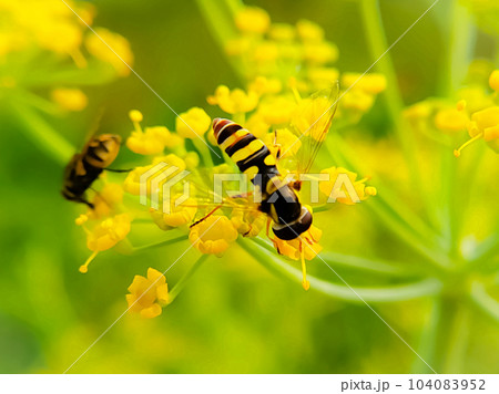 Golden flowers blooming rapeseed, bees are collecting nectar 104083952