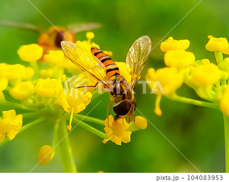 Close up of a large striped bee collects honey on a yellow flower Close up of a large striped bee collects honey on a yellow flower 104083953