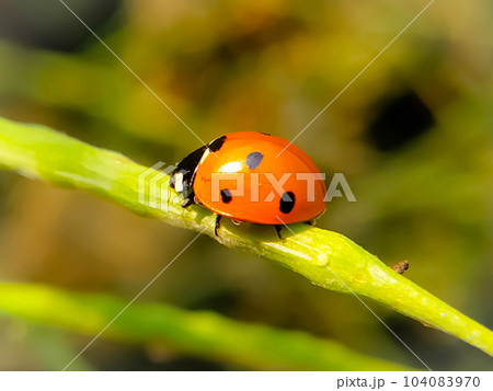 Ladybug sitting on a mustard pod captured in a macro photo Ladybug sitting on a mustard pod captured in a macro photo 104083970