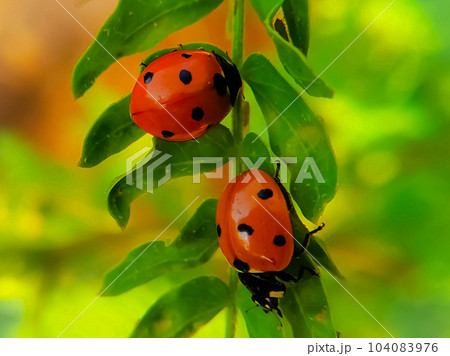 Closeup shot of two lady bugs on a green leafs in a field Closeup shot of two lady bugs on a green leafs in a field 104083976