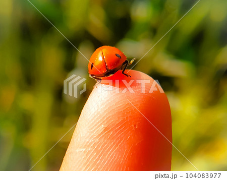 Macro shot of a ladybug on a Finger Macro shot of a ladybug on a Finger 104083977