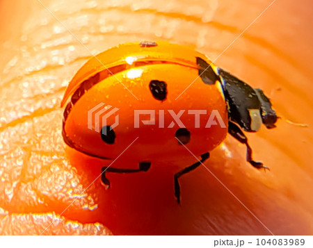 Indian seven spot ladybird 104083989