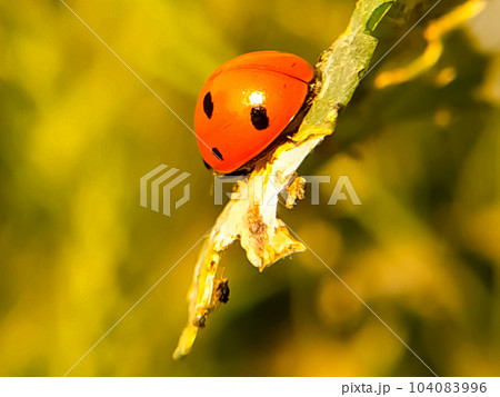 Selective focus Coccinella septempunctata, the seven-spot ladybird 104083996