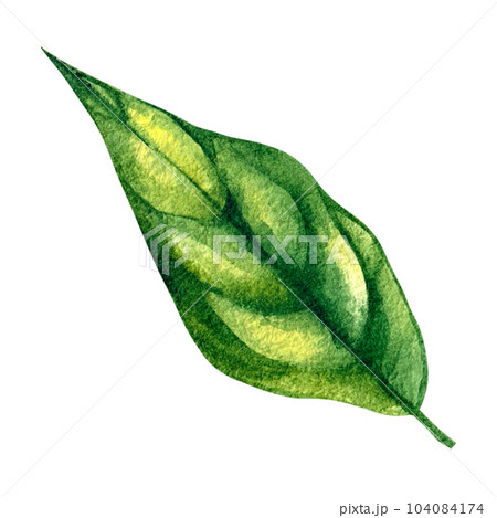 Tea plant branch isolated on white background 104084174