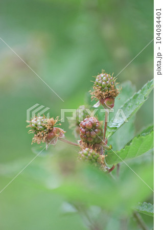 色づきはじめたボイセンベリーの実 104084401