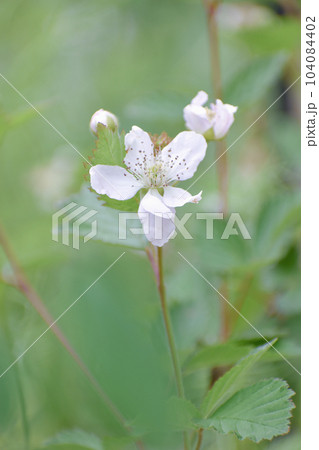 白くて可憐なボイセンベリーの花 白くて可憐なボイセンベリーの花 104084402