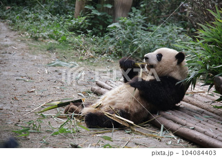 パンダ 104084403