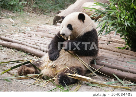 パンダ パンダ 104084405