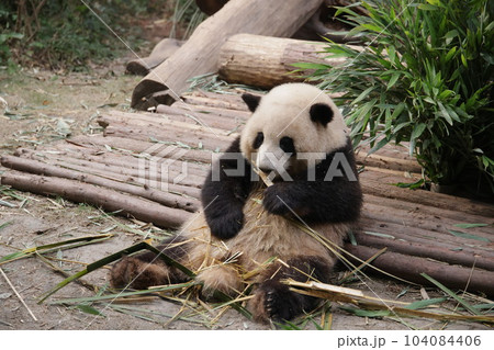 パンダ パンダ 104084406