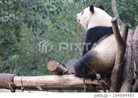 パンダ パンダ 104084407