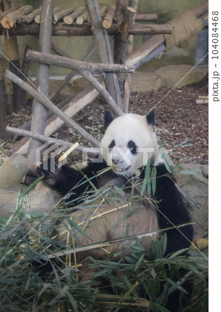 パンダ 104084468